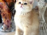 Show Kalite British Shorthair