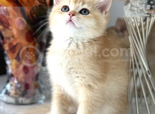 Show Kalite British Shorthair görsel