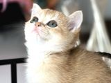 Show Kalite British Shorthair