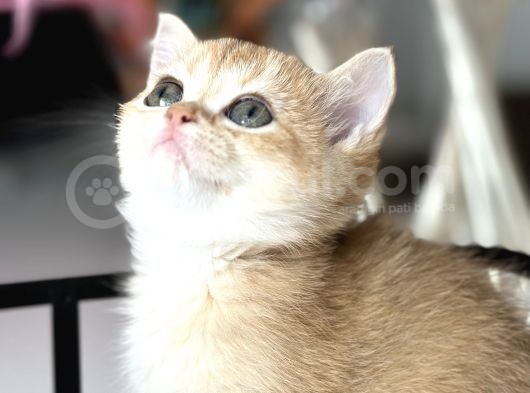 Show Kalite British Shorthair görsel