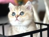 Show Kalite British Shorthair