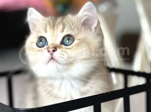 Show Kalite British Shorthair görsel