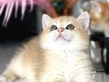 Show Kalite British Shorthair