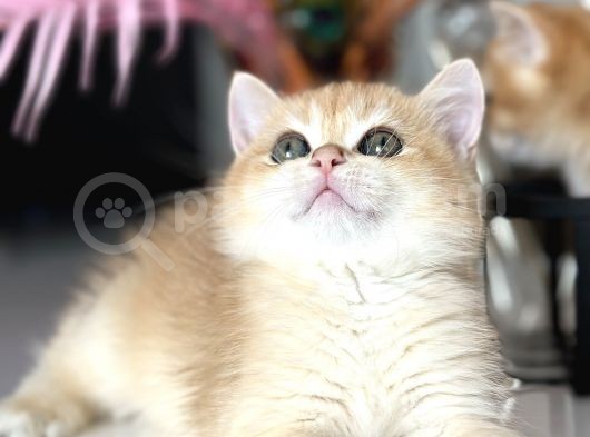 Show Kalite British Shorthair görsel