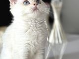 Show Kalite British Shorthair