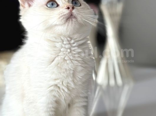 Show Kalite British Shorthair görsel
