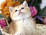 Show Kalite British Shorthair
