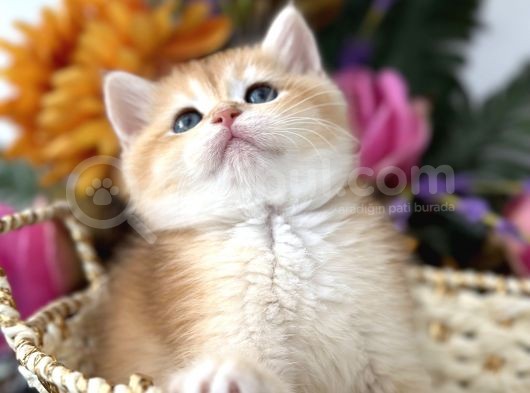 Show Kalite British Shorthair görsel