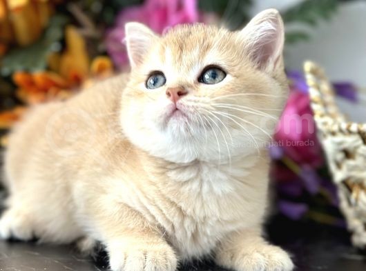 Show Kalite British Shorthair görsel