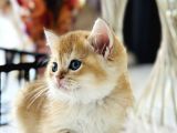 Show Kalite British Shorthair