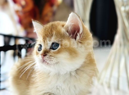 Show Kalite British Shorthair görsel