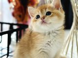 Show Kalite British Shorthair