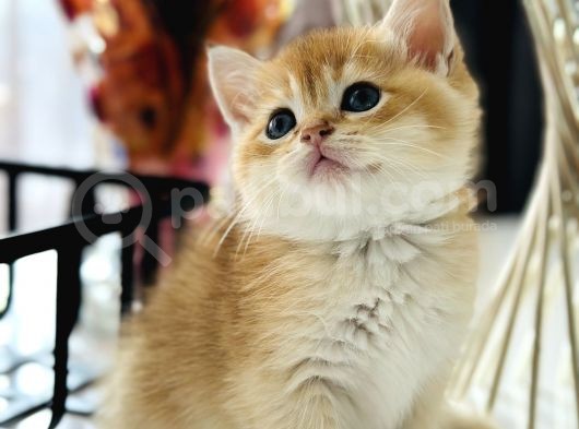 Show Kalite British Shorthair görsel