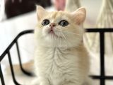 Show Kalite British Shorthair