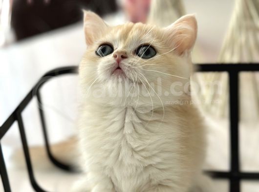 Show Kalite British Shorthair
