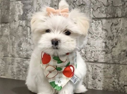 Bu Mükemmel Kalitede Ki Maltese Kaçmazzz görsel