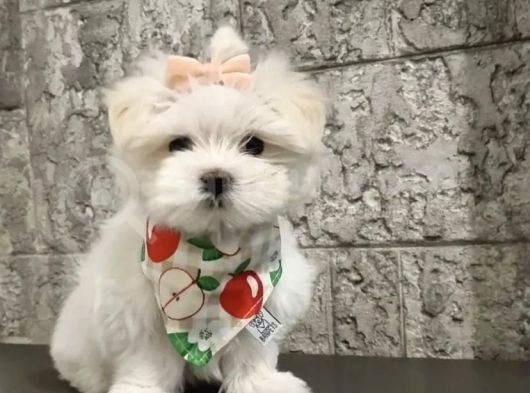 Bu Mükemmel Kalitede Ki Maltese Kaçmazzz