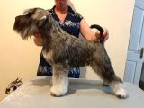 Show Kalite  Minyatür Schnauzer Yavruları