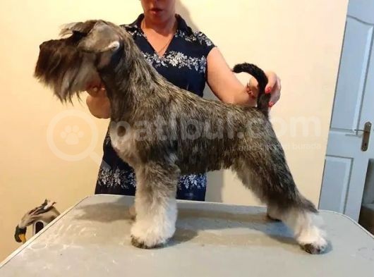 Show Kalite  Minyatür Schnauzer Yavruları görsel