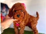 Dişi Ve Erkek Toy Poodle Yavrular