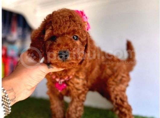 Dişi Ve Erkek Toy Poodle Yavrular görsel
