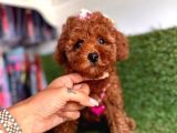 Dişi ve erkek toy poodle yavrular