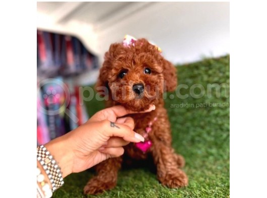 Dişi Ve Erkek Toy Poodle Yavrular