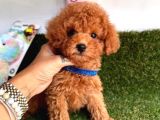 Dişi Ve Erkek Toy Poodle Yavrular