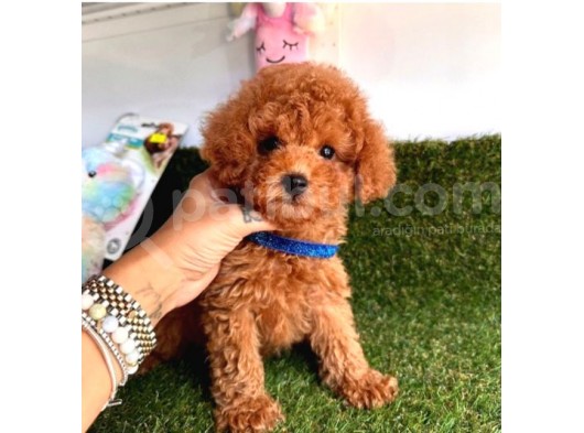 Dişi Ve Erkek Toy Poodle Yavrular görsel