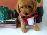 2 Aylık Poodle