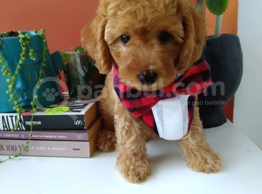 2 Aylık Poodle
