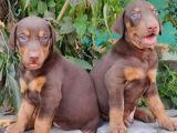 KIZIL A KALİTE DOBERMAN YAVRULARI
