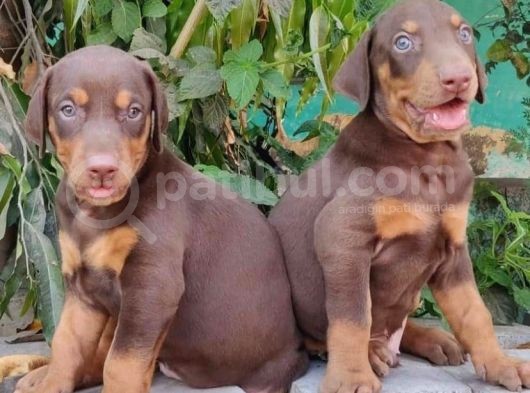 Kizil A Kali̇te Doberman Yavrulari