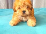 MALTİPO CİNSİ 
