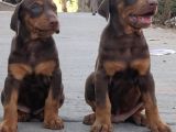 Kizil A Kali̇te Doberman Yavrulari