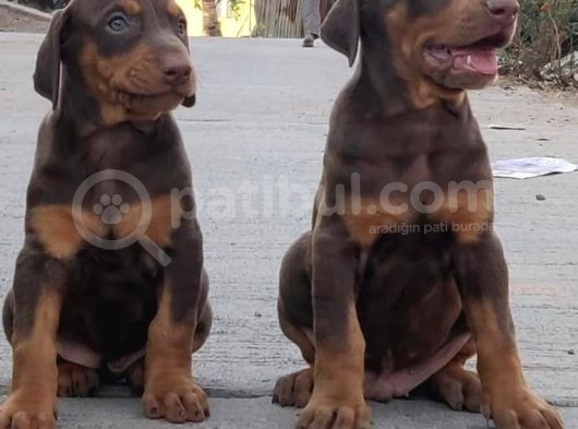 Kizil A Kali̇te Doberman Yavrulari görsel