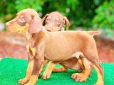 Kizil Anatomi̇ Hari̇kasi Dobermanlar