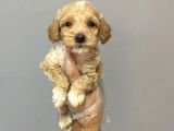 sAFKANLIK GARANTİLİ MALTİPOO YAVRULARI
