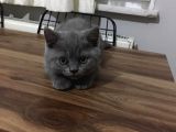 British Shorthair Yavrularımız