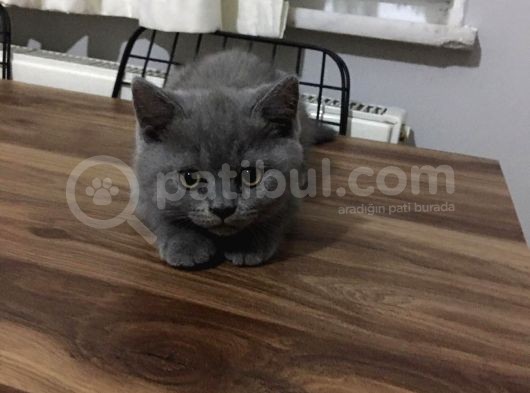 British Shorthair Yavrularımız görsel