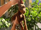 kİNG DOBERMAN YAVRULARI