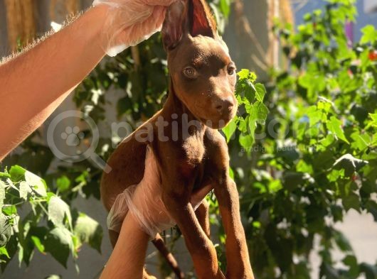 Ki̇ng Doberman Yavrulari