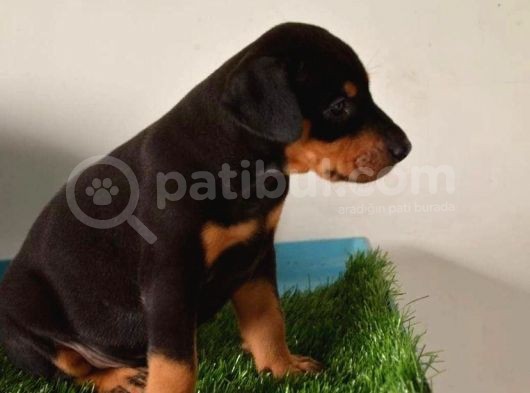 Kara Mamba Doberman Yavrulari görsel