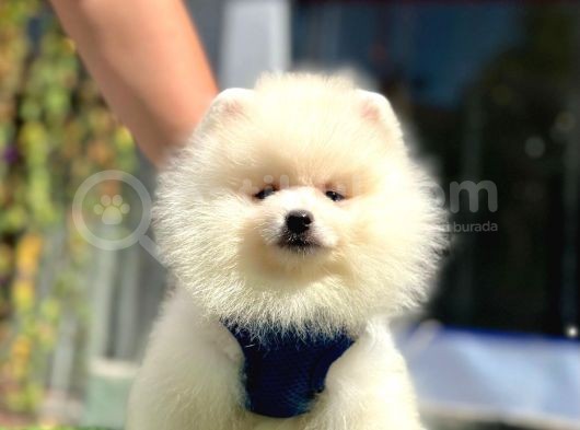 Ayıcık Surat Pomeranian Yavrular görsel