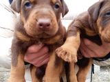 King Doberman Yavrular