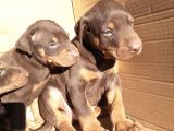 King doberman yavrular