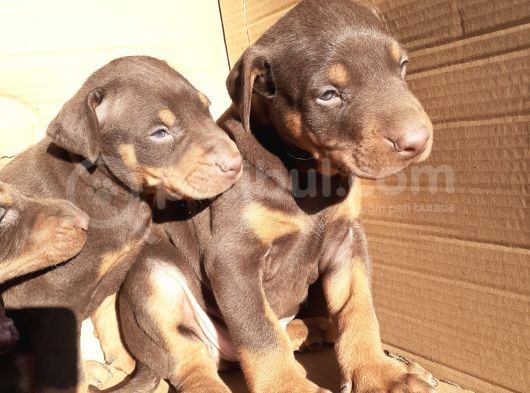 King Doberman Yavrular