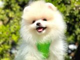 pomeranian ırkının en güzel bebekleri