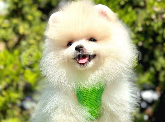 Pomeranian Irkının En Güzel Bebekleri