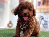 Kivir Kivir Tatli Tüylü Toy Poodle Yavrular